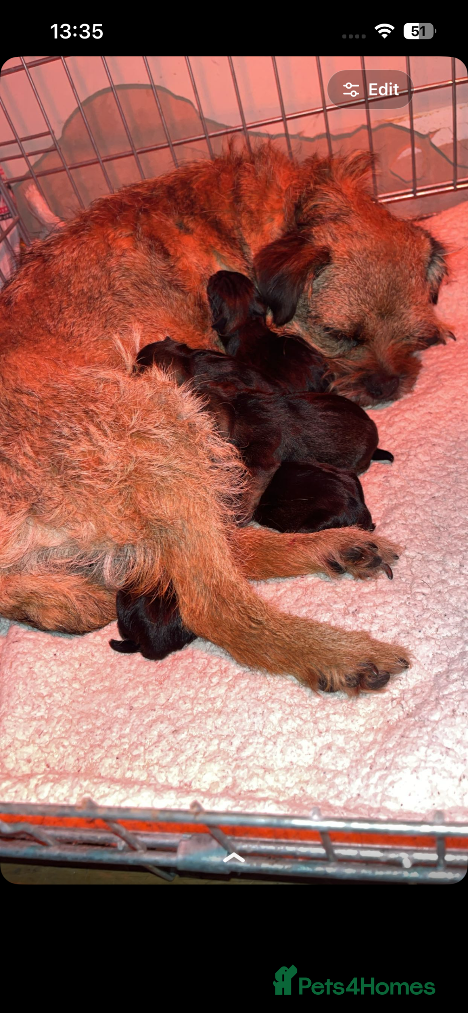 Border Terrier dogs Loving little border terriers(KC registered) - Advert 13