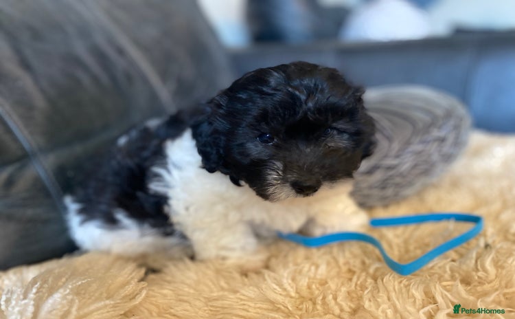 Shihpoo dogs in Faversham - Advert 5
