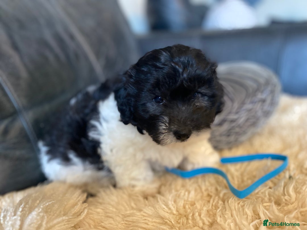 Shihpoo dogs for sale: Adorable F1 ShihPoo puppies in Faversham - Image 1