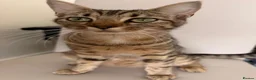 Egyptian Mau cats for sale: 1 Beautiful Male kittens - Advert 2