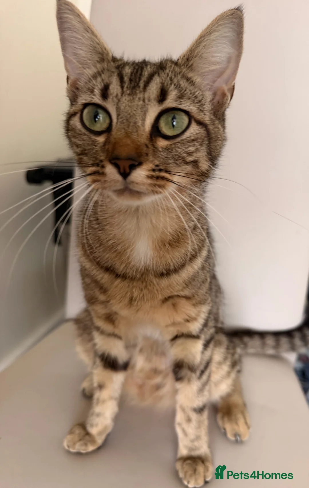 Egyptian Mau cats for sale: 1 Beautiful Male kittens - Advert 2