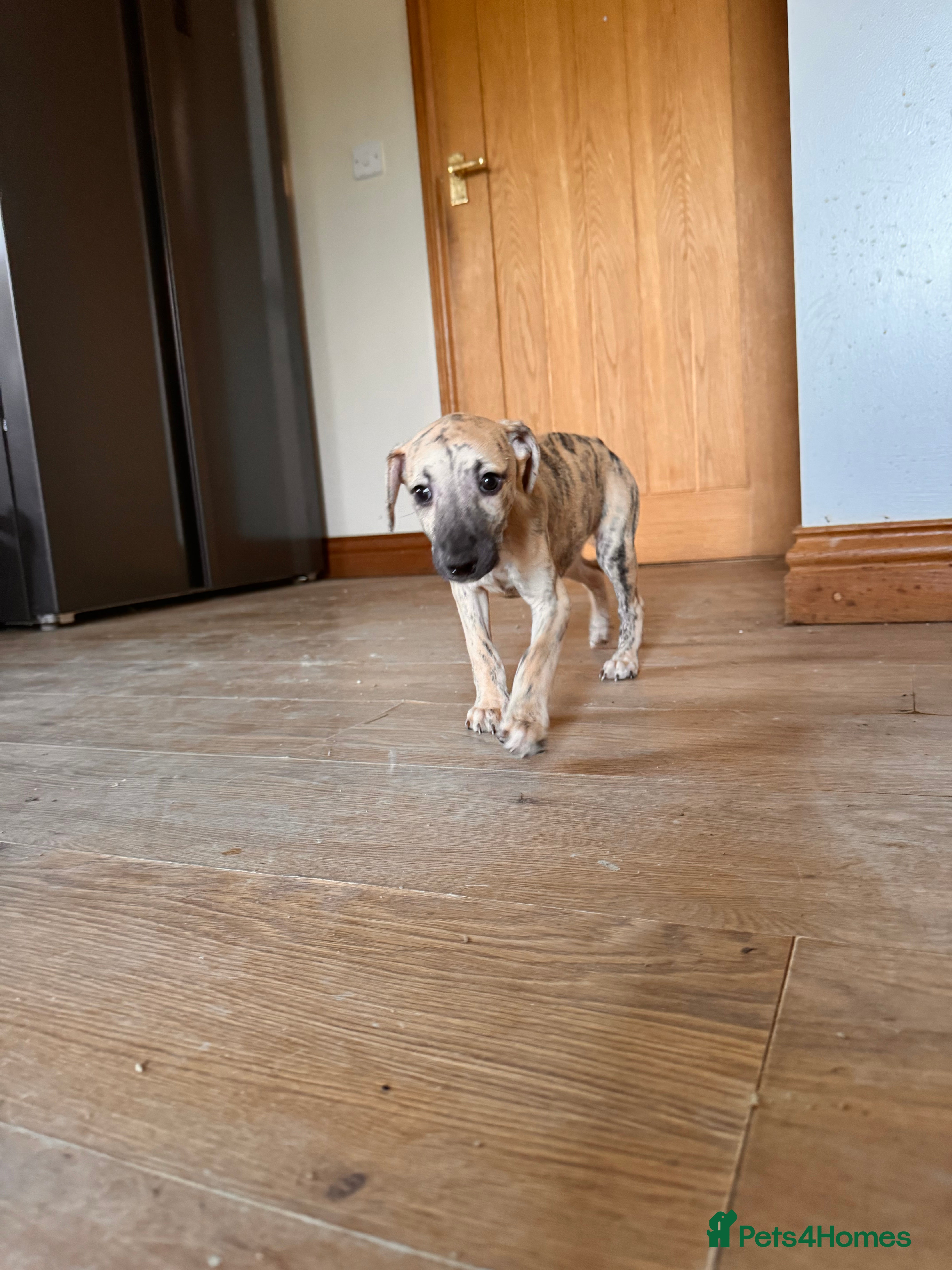 Whippet dogs READY NOW. Champion KC whippet puppies  - Advert 2