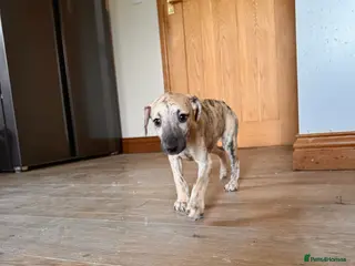 Whippet dogs READY NOW. Champion KC whippet puppies - Advert 2