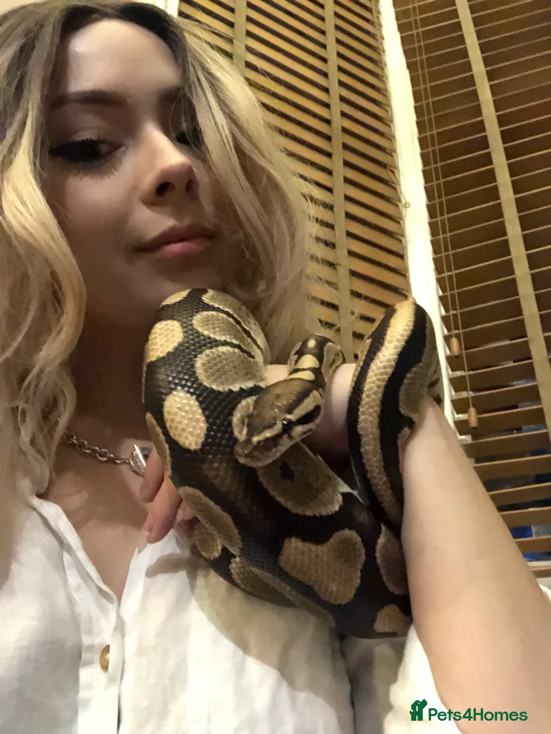 Python Snake reptiles for sale: Ball Python + Full Setup Included  in Basingstoke - Advert 2