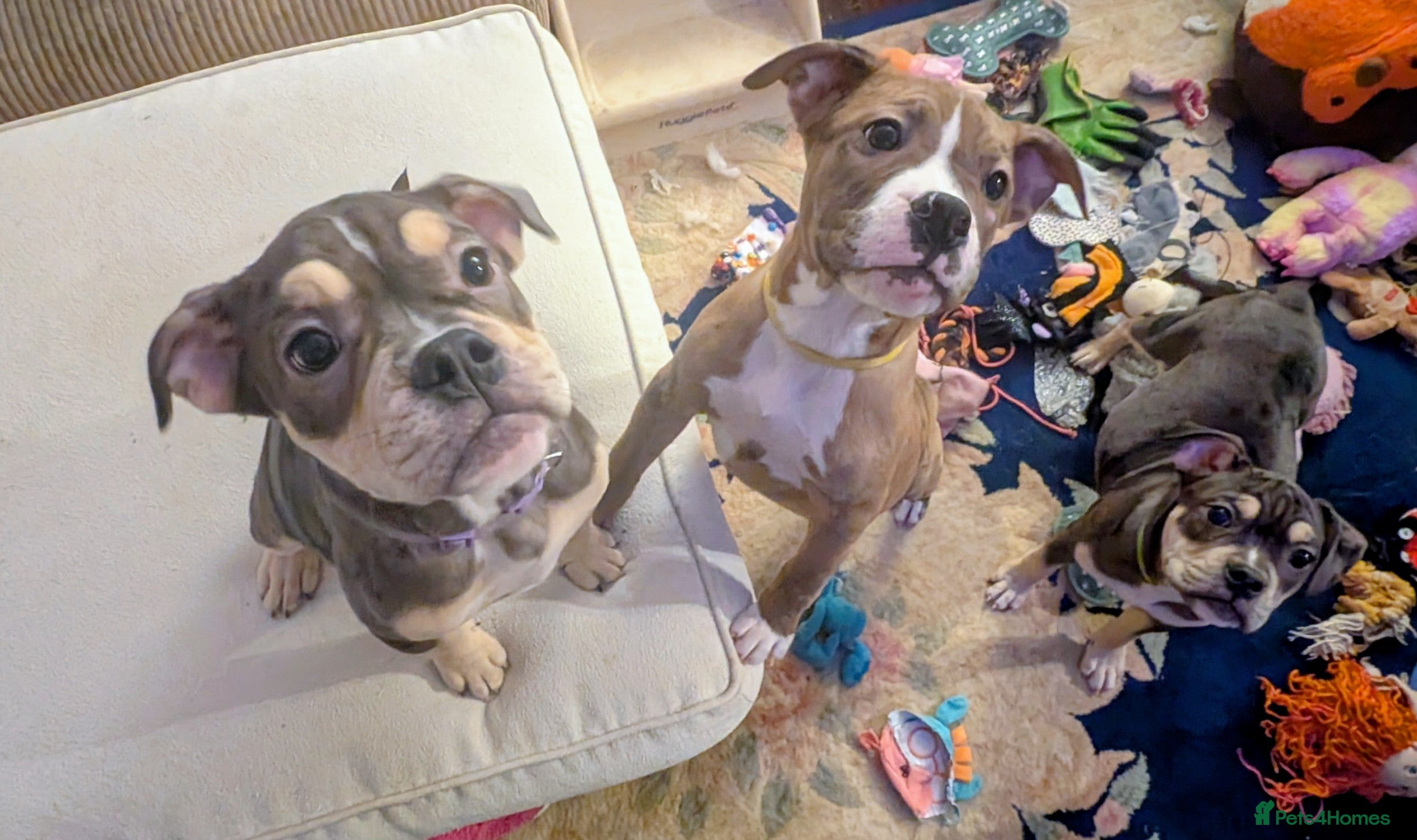 English Bulldog dogs olde English bulldogs OPEN TO OFFERS. - Advert 13