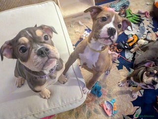 English Bulldog dogs - Advert 13