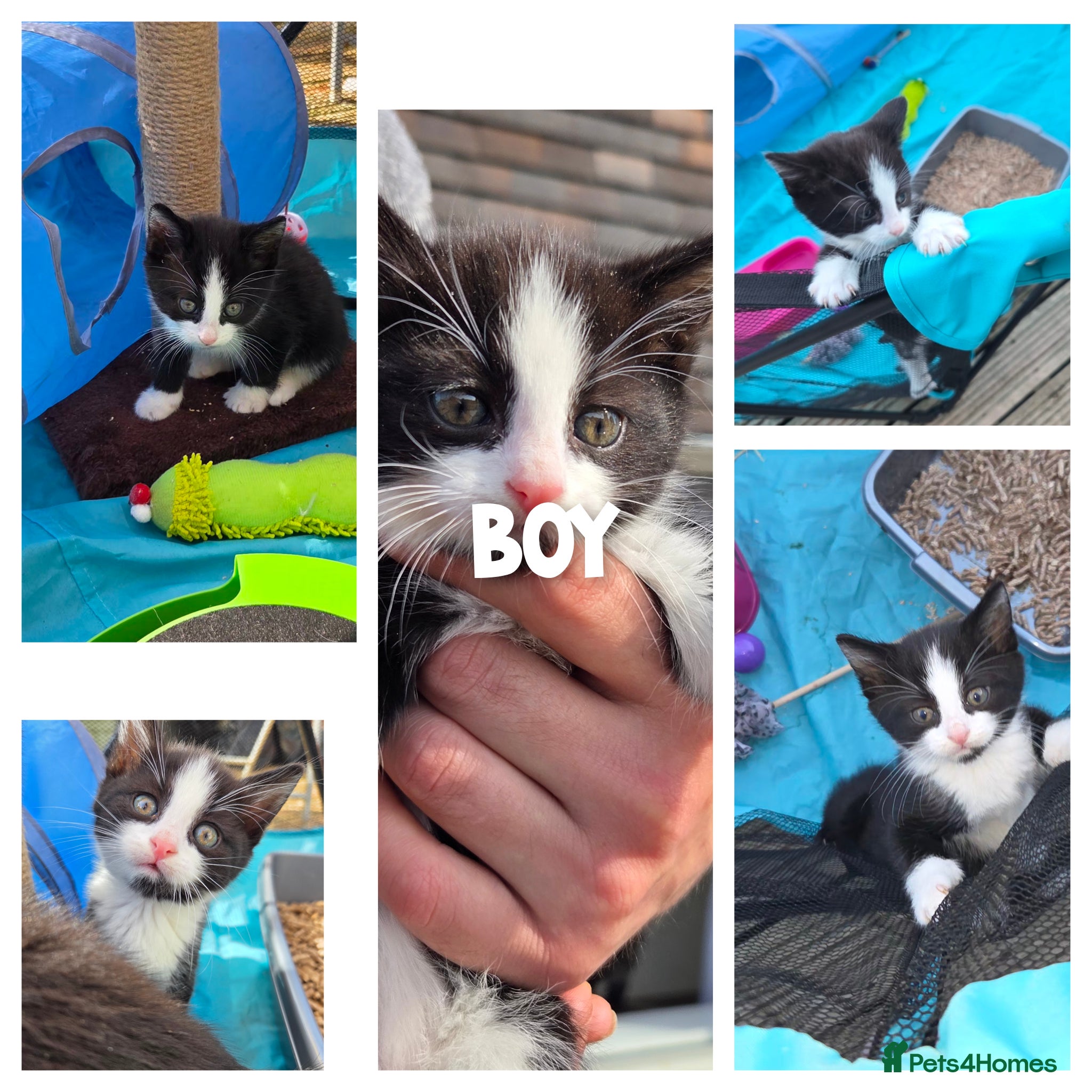 Mixed Breed cats 2 kittens,1 boy one girl for sale  - Advert 1