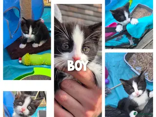 Mixed Breed cats 2 kittens,1 boy one girl for sale - Advert 2