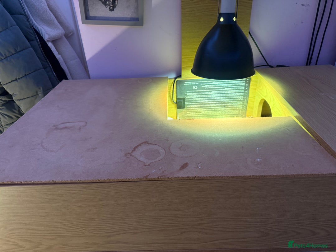 Tortoise reptiles for sale: Male spur thighed tortoise - Advert 4