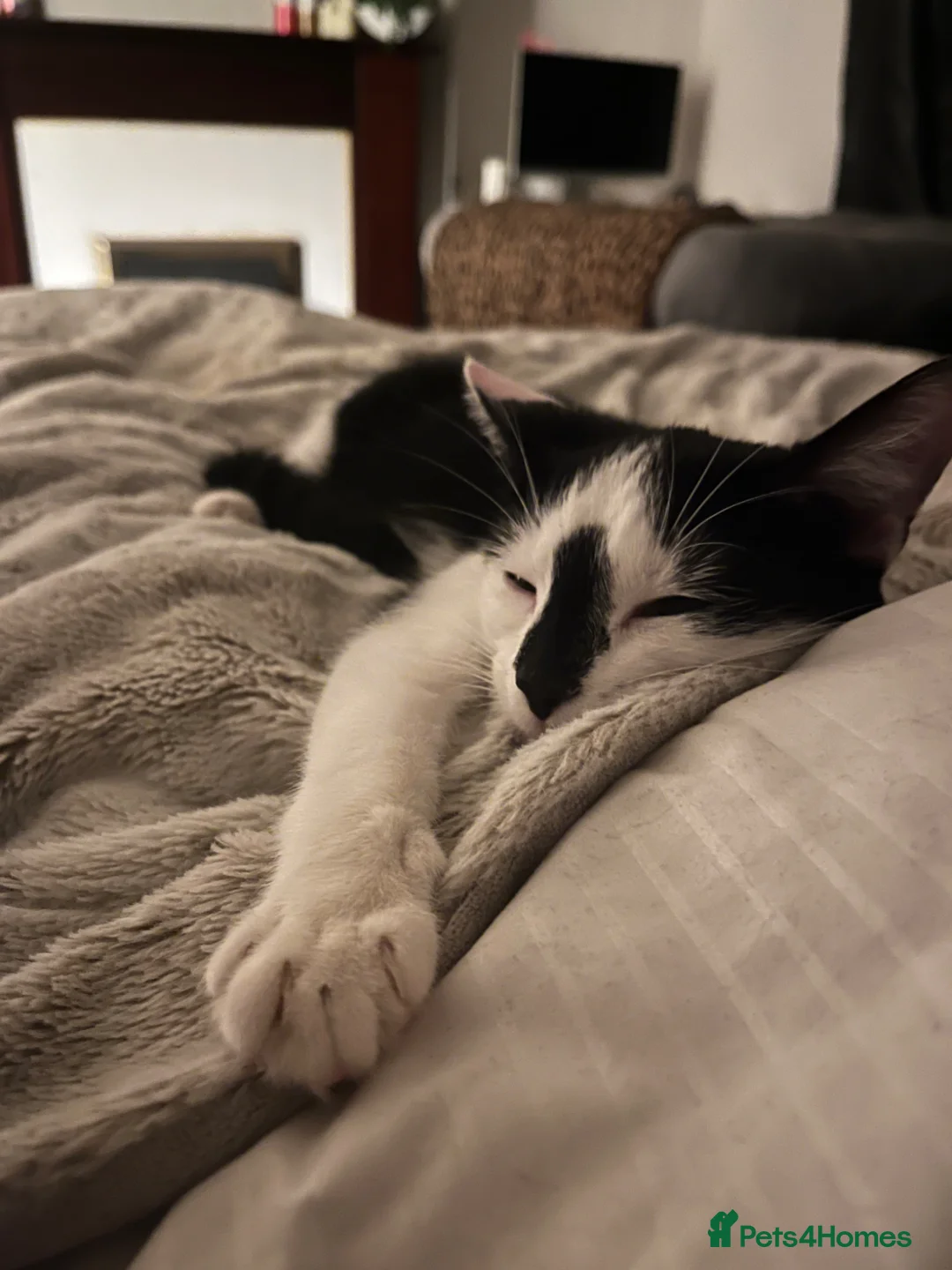 Domestic Shorthair cats for sale: 1 year old female black and white cat - Advert 2