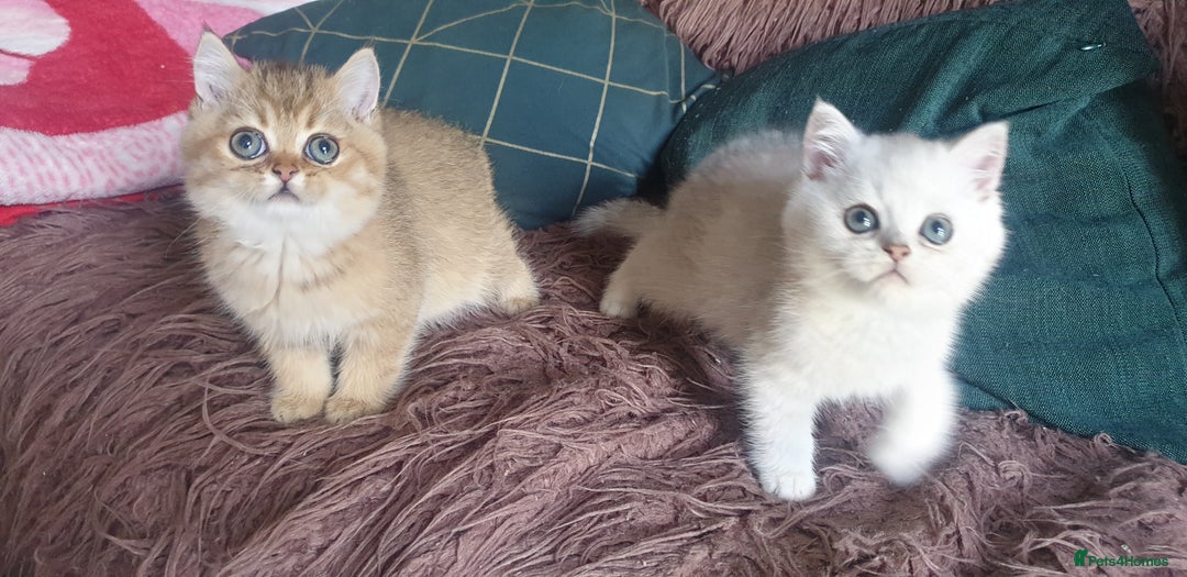 British Shorthair cats for sale: Stunning GCCF British Shorthair Kittens. - Image 8