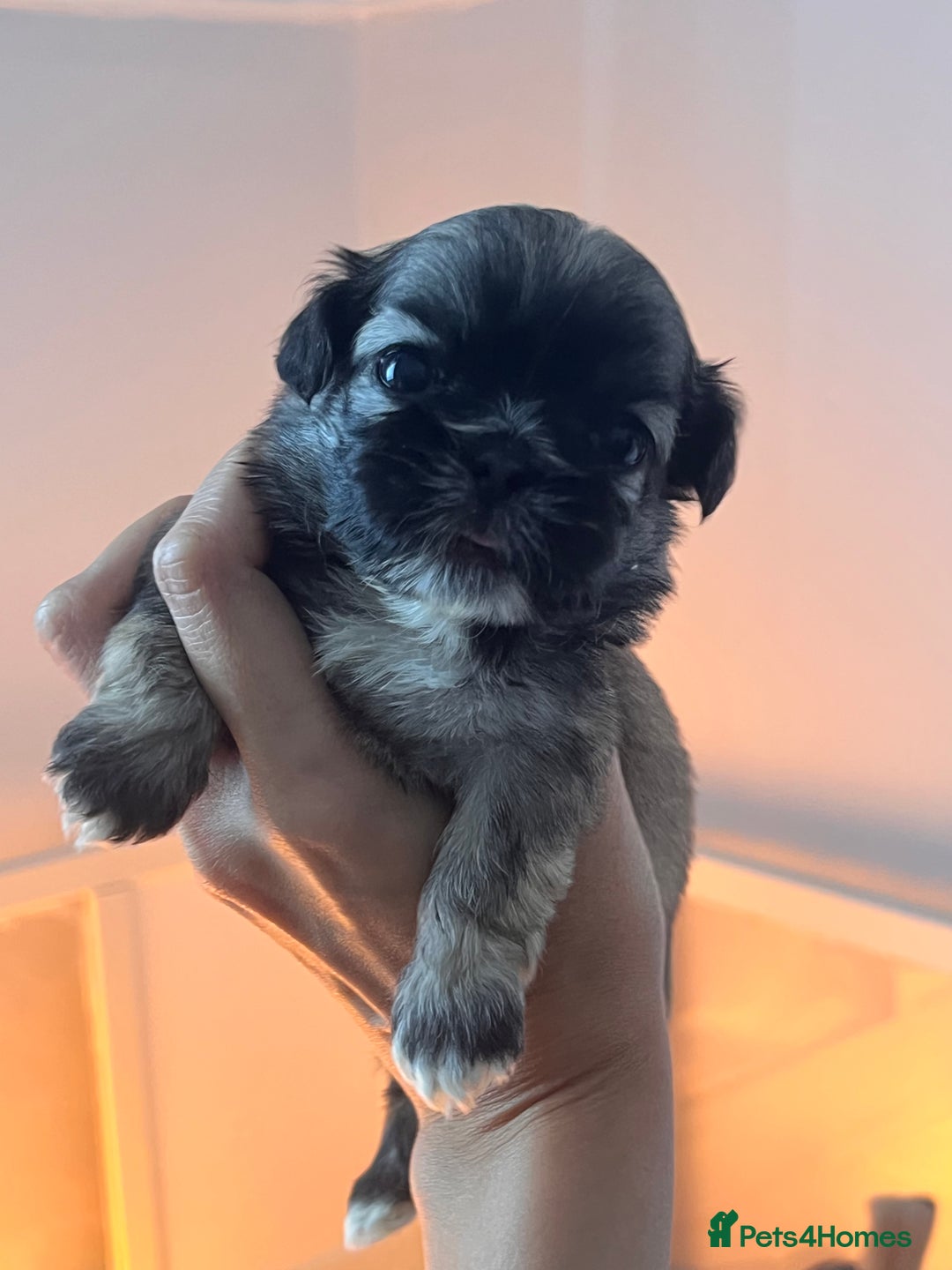 Shih Tzu dogs for sale: Shihtzu puppies - Image 2