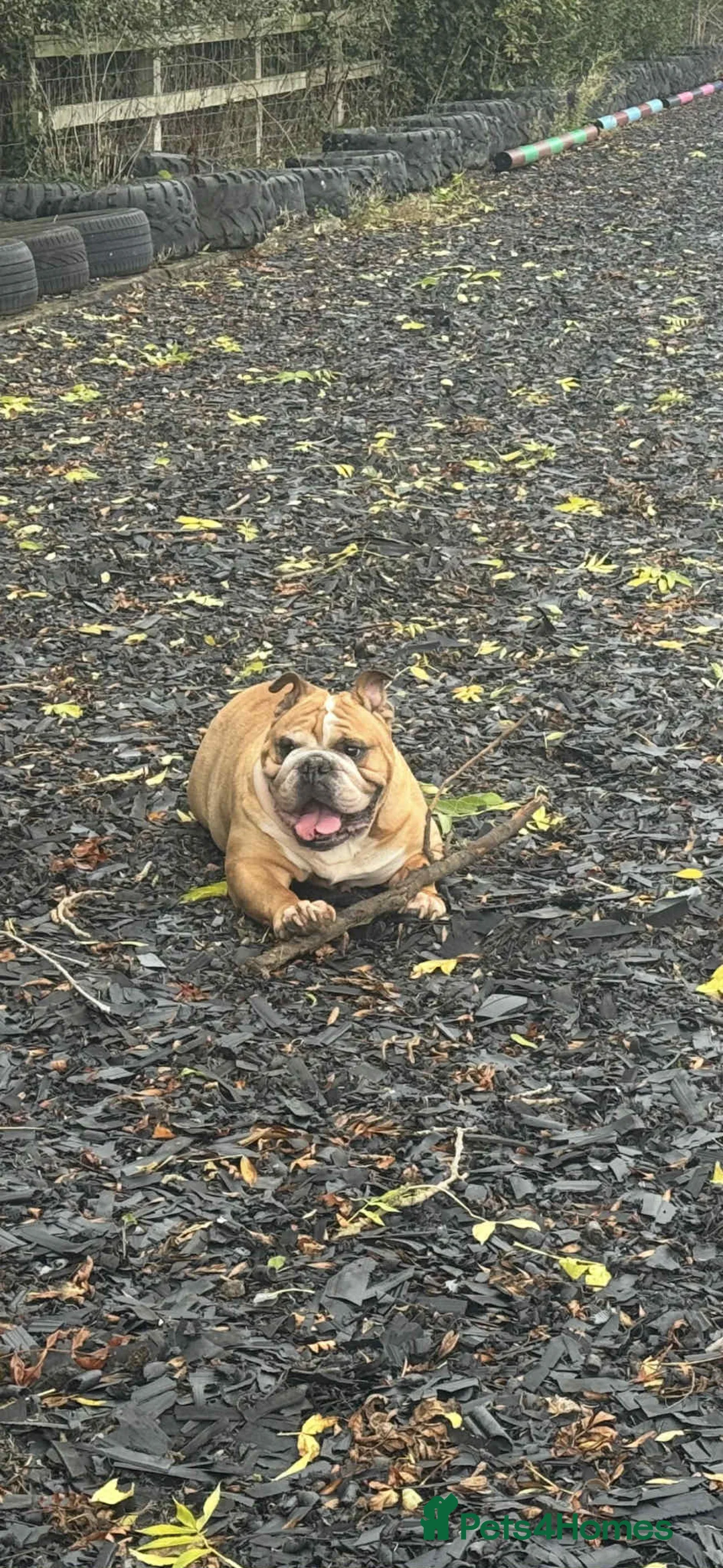 English Bulldog dogs for sale: Female English Bull Dog 7 years old  - Advert 3