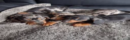 Miniature Dachshund dogs for sale: Miniature dachshund puppies boys and girls - Advert 5