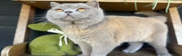 British Shorthair cats for stud: British shorthair proven stud - Advert 6