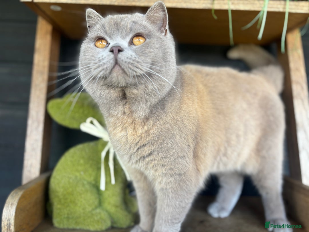 British Shorthair cats for stud: British shorthair proven stud - Advert 6