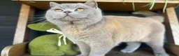 British Shorthair cats for stud: British shorthair proven stud - Advert 6