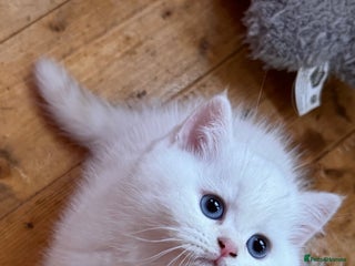 British Shorthair cats Adorable Pure White British Short Hair Kittens! - Advert 2