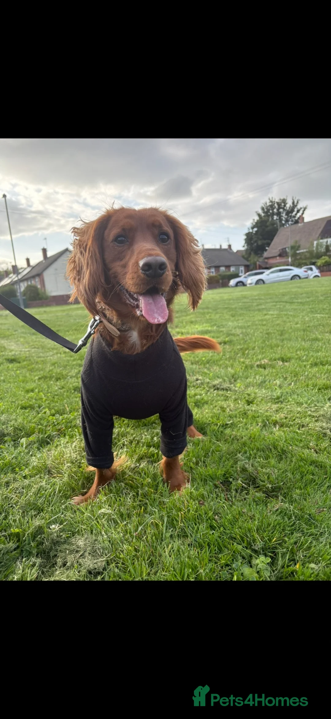 Cocker Spaniel dogs for stud: Male working cocker for stud  - Advert 5