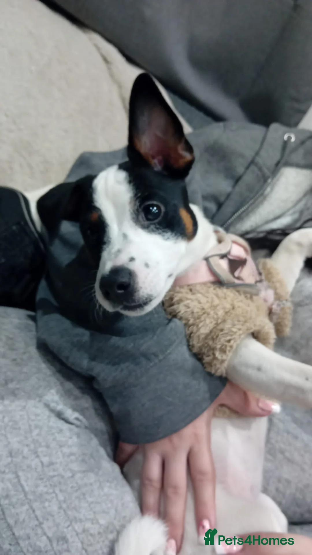 Jack Russell dogs for sale: Jack Russell  - Advert 1