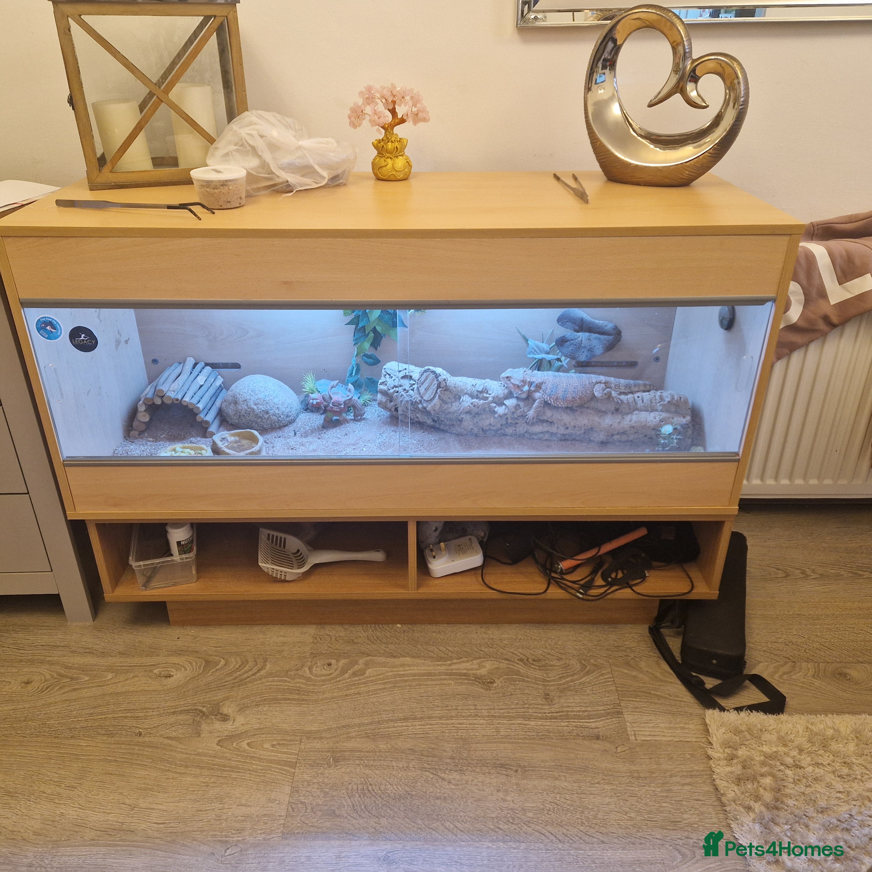 Bearded Dragon reptiles Bearded dragon with enclosure and stand  - Advert 3