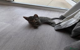 British Longhair cats for sale: 3 female kittens available  - Image 2