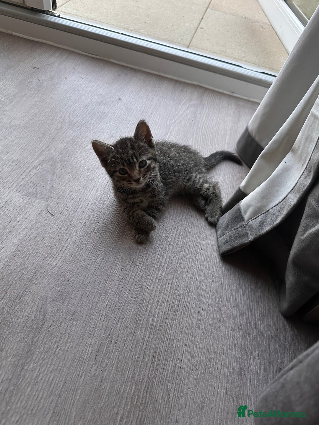 British Longhair cats for sale: 3 female kittens available  - Image 2