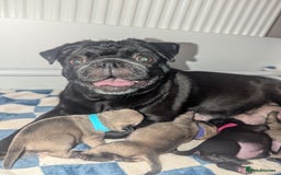 Pug dogs for sale: Pug puppies  - Image 1