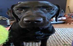 Labrador Retriever dogs for stud: Proven KC Labrador Stud in Stoke-on-Trent - Image 9