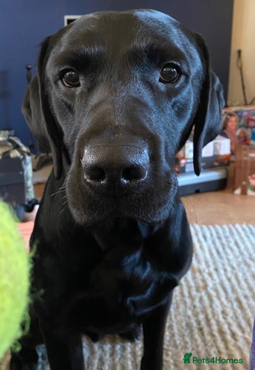 Labrador Retriever dogs for stud: Proven KC Labrador Stud in Stoke-on-Trent - Image 9