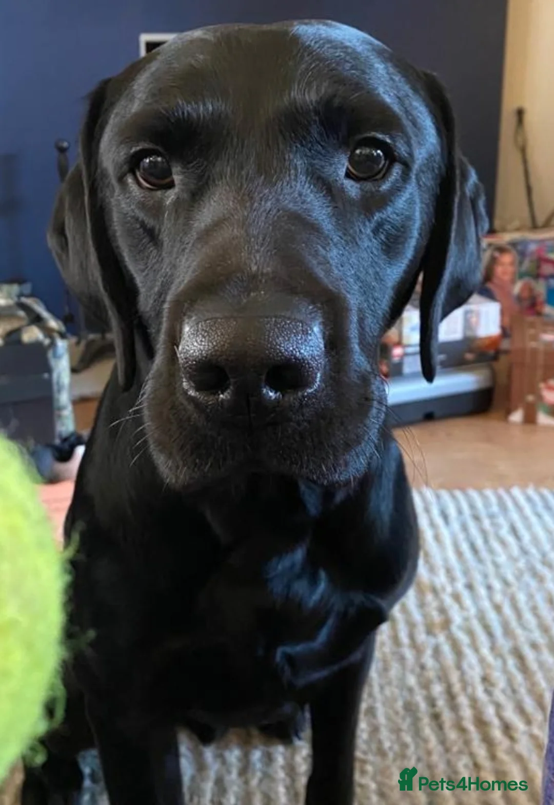 Labrador Retriever dogs for stud: Proven KC Labrador Stud in Stoke-on-Trent - Advert 9