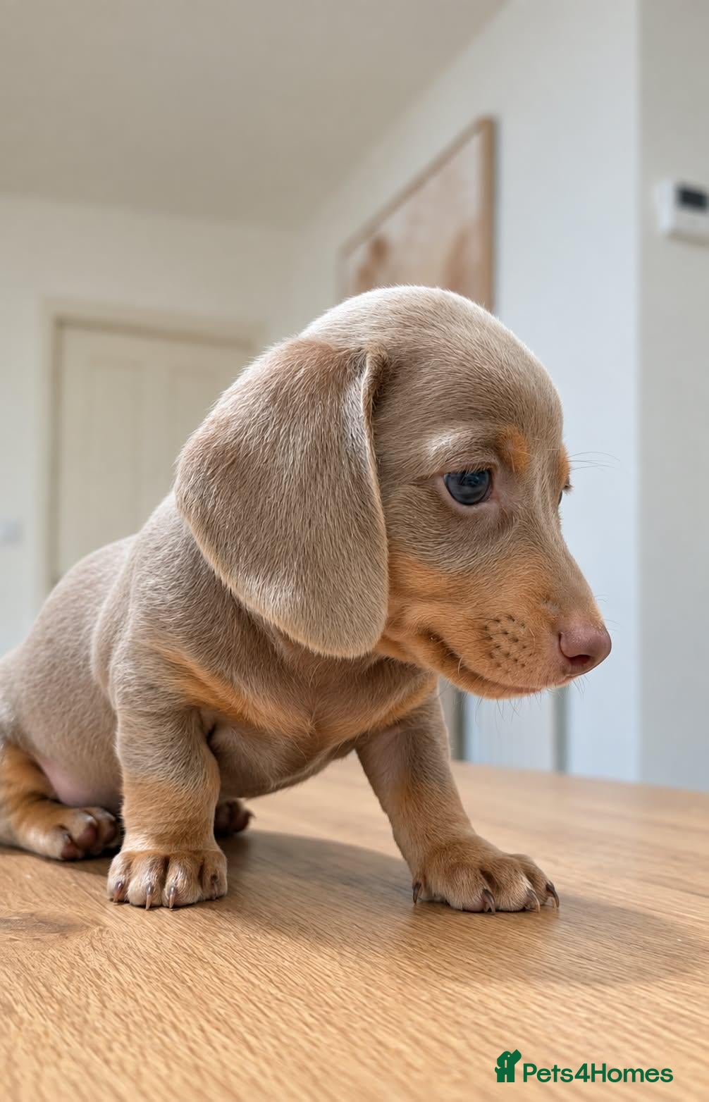 Miniature Dachshund dogs Last remaining girl reduced price - Advert 23