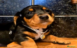 Miniature Dachshund dogs for sale: Quality miniature daschund  - Image 4