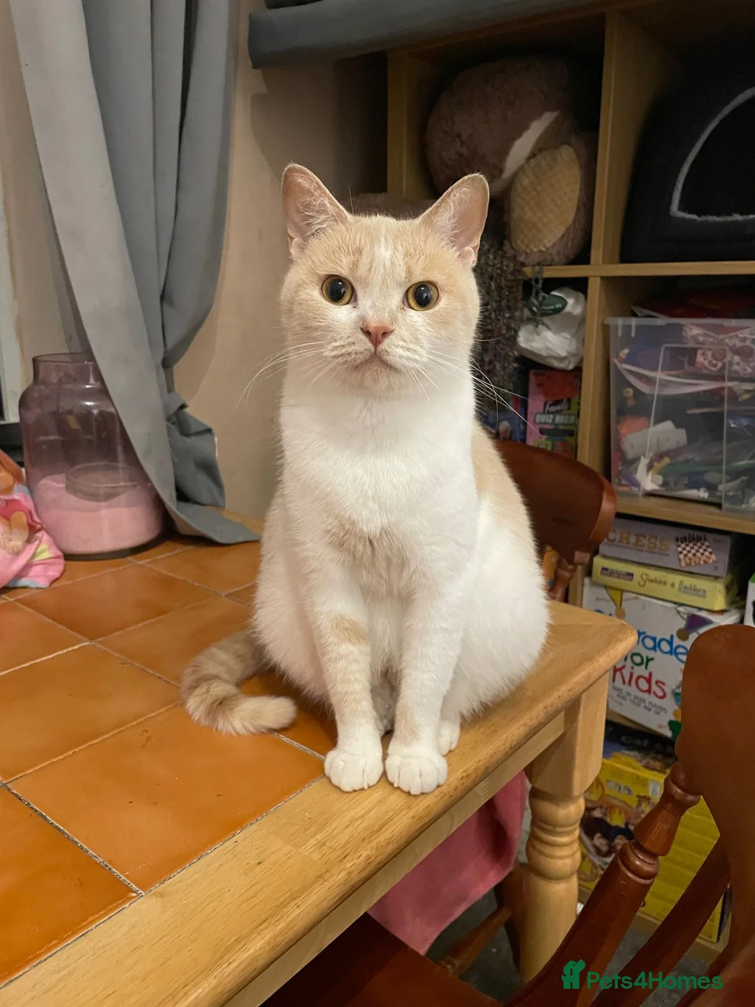 British Shorthair cats for sale: 4 boy BSH kittens ready to leave! - Advert 2