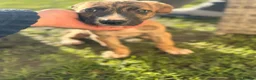 Lurcher dogs for sale: Collie bull greyhounds  - Advert 5