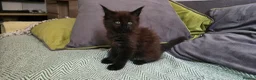 Maine Coon cats for sale: Maine coon kittens - Advert 18