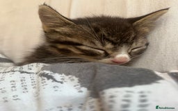 British Shorthair cats for sale: Beautiful boys looking for homes - Image 3