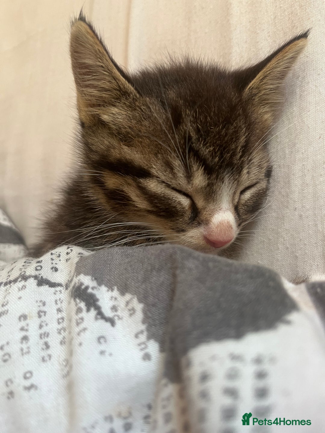 British Shorthair cats for sale: Beautiful boys looking for homes - Image 3