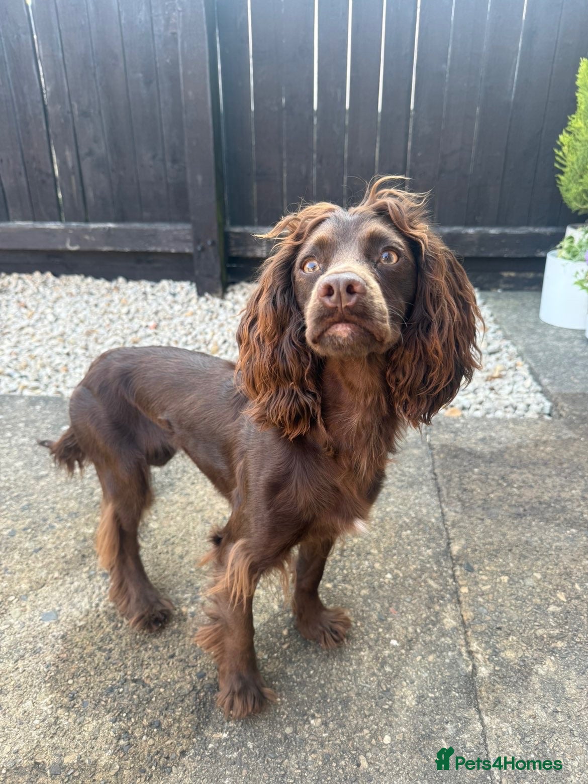 Cocker Spaniel dogs Cocker Spaniel Bitch 1 years old - Advert 1