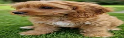 Cavapoo dogs for sale: Cavapoo Puppies looking for their forever homes - Advert 4