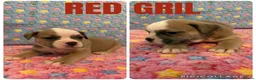 Olde English Bulldogge dogs for sale: READY TO LEAVE 3 old English bulldog  - Advert 33