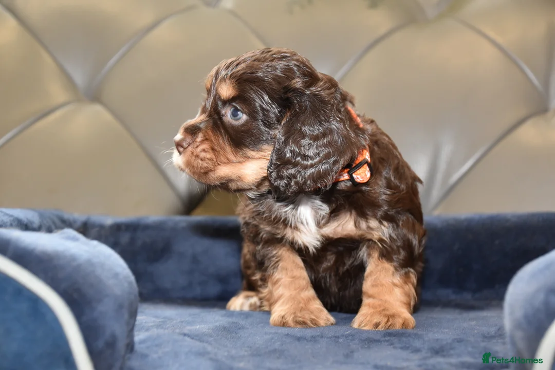Cocker Spaniel dogs for sale: Kc Reg  Cocker Spaniel Puppies Health Tested - Advert 9