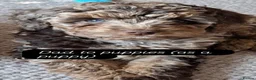 Sproodle dogs for sale: Sproodle puppies.  - Advert 15