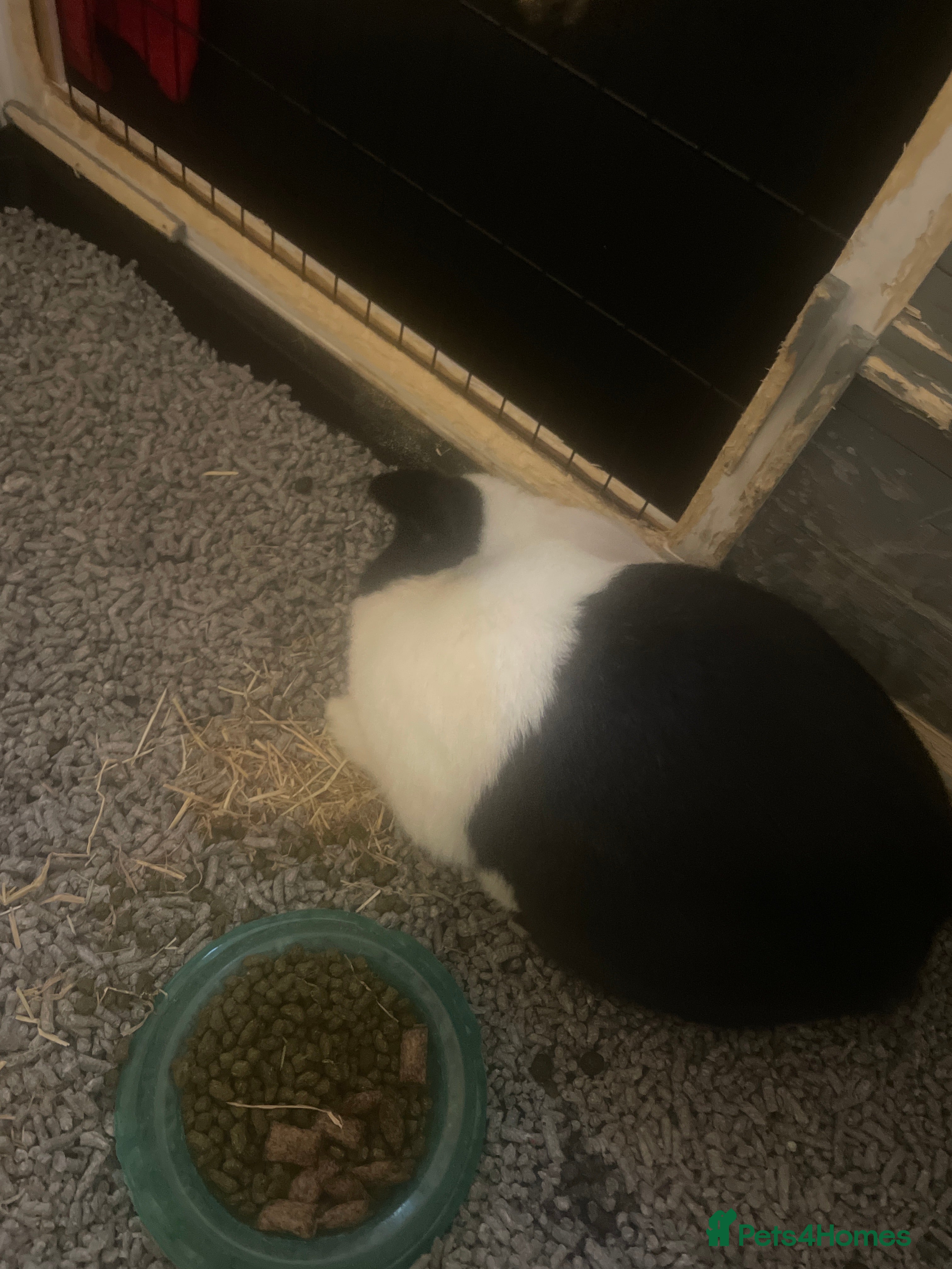 Mixed Breed rabbits Male rabbit for sale  - Advert 1