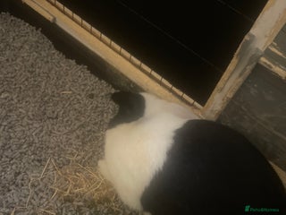 Mixed Breed rabbits Male rabbit for sale - Advert 1