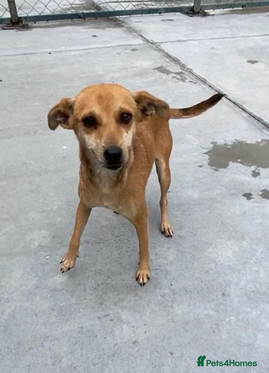 Mixed Breed dogs Tansy, 2-4 yrs old. Available for adoption. - Advert 1