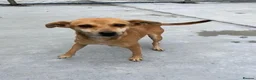 Mixed Breed dogs for adoption: Tansy, 2-4 yrs old. Available for adoption. - Advert 1