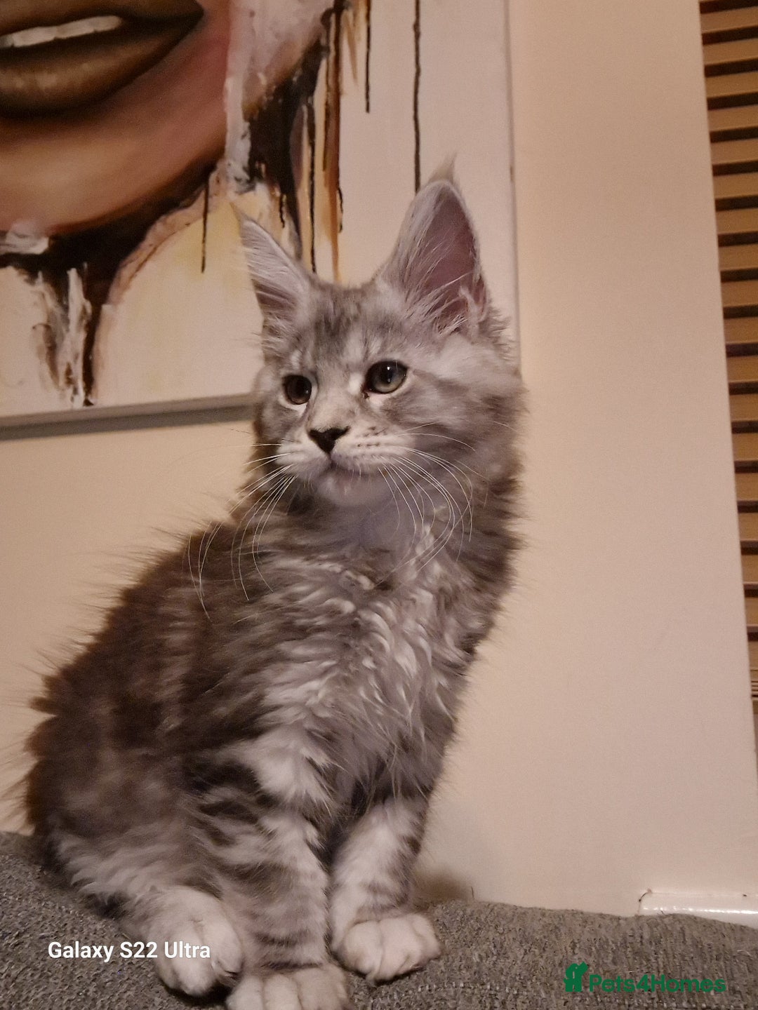 Maine Coon cats for sale: Pure Maine coon - Image 11