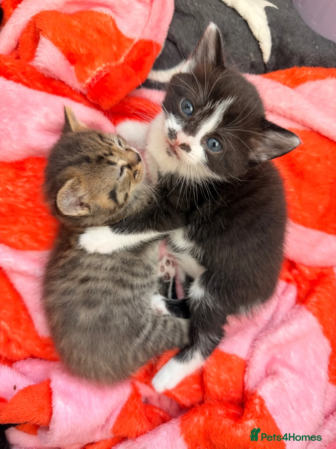 Mixed Breed cats for sale: Last female kitten - Advert 1
