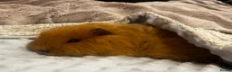 Guinea Pig rodents for sale: Ginger Swiss Retired Sow  - Advert 6